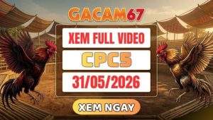 Xem Lại Video Đá Gà CPC5 Ngày 31/05/2026